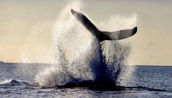 Alii-Nui-Whale-Watch-6
