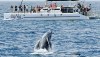 Alii-Nui-Whale-Watch-7