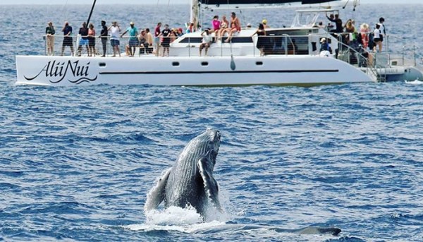 Alii-Nui-Whale-Watch-7