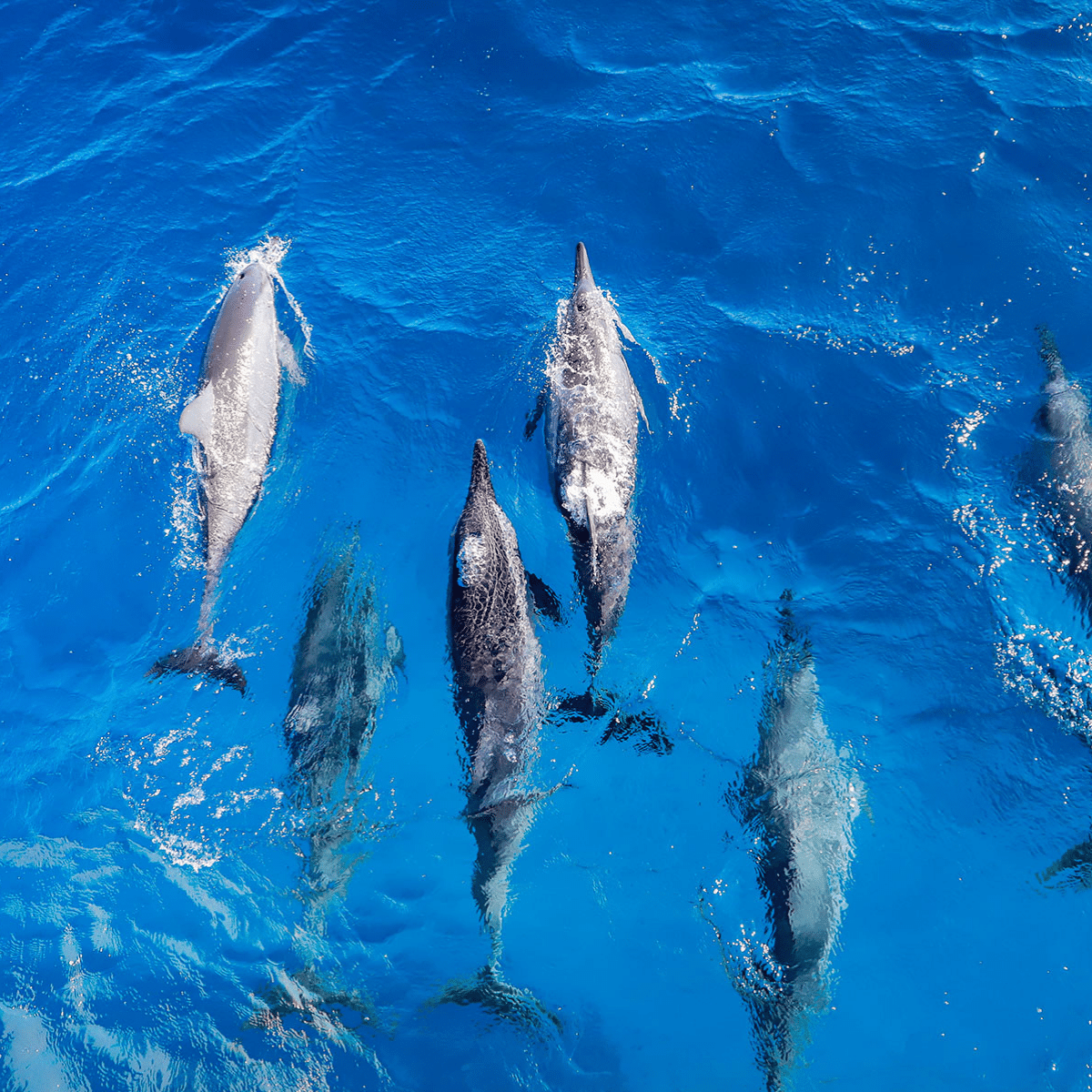 Dophin Sightings Guaranteed - Teralani Kaanapali Wild Dolphin Sail - Book Maui Activities at Auntie Snorkel