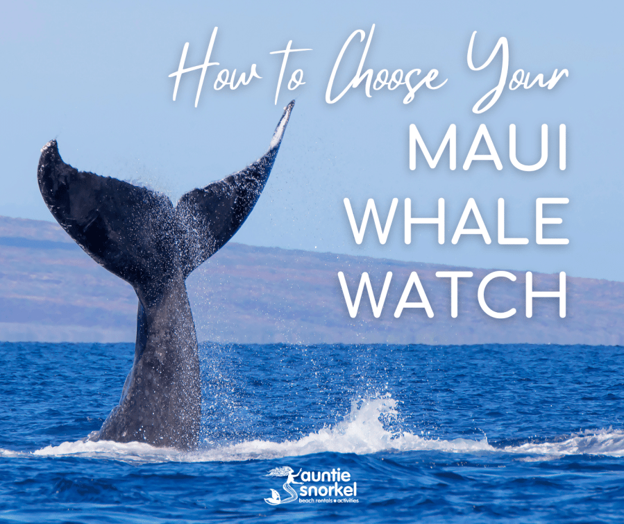 How to Choose Your Maui Whale Watch - Book Maui Activities with Auntie Snorkel