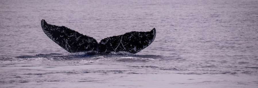 Humpback whale tail for indentification