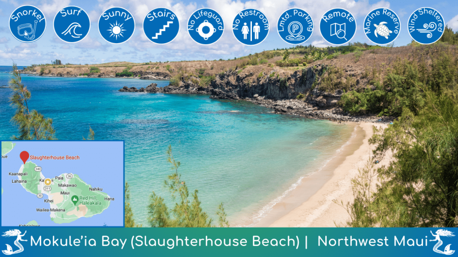 Mokule'ia Bay Beach Guide