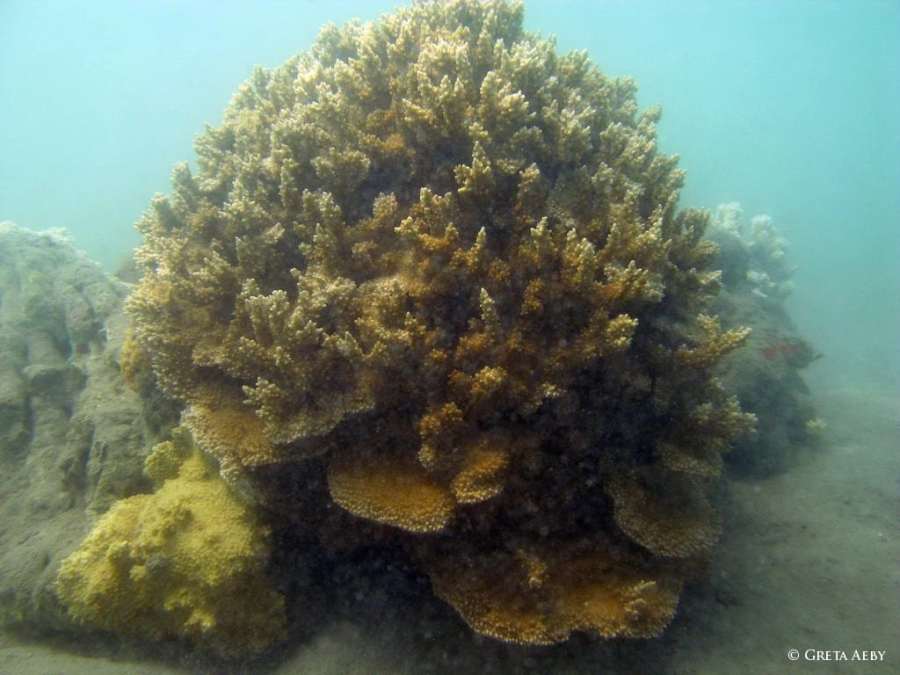 Montipora capitata - red rice coral