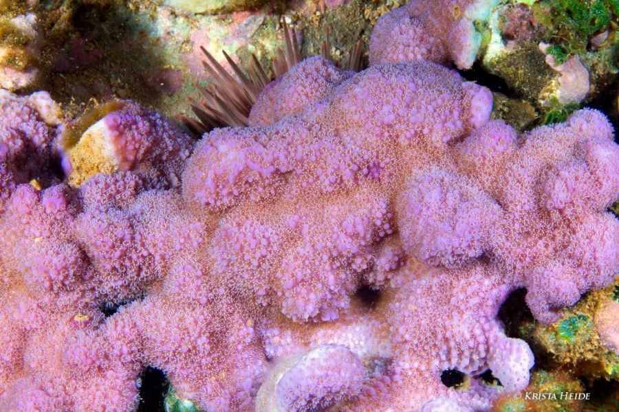 Montipora flabellata - blue rice coral