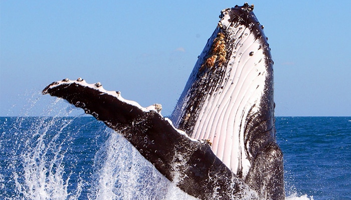 Pacific-Whale-Foundation-Whale-Watch-Tour-6