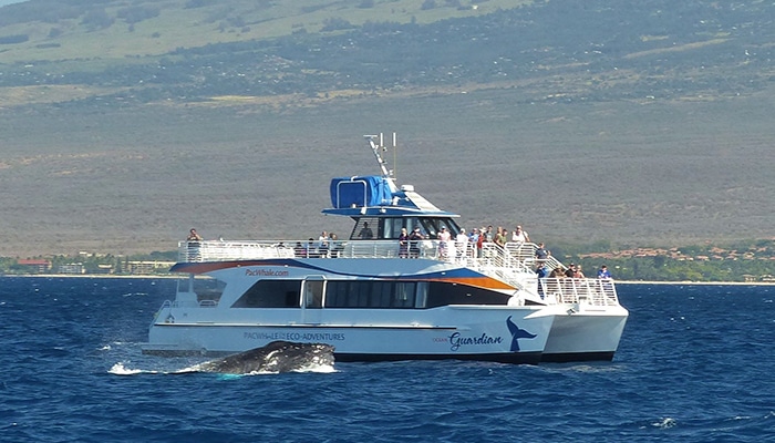 Pacific-Whale-Foundation-Whale-Watch-Tour - Book Maui Activities with Auntie Snorkel