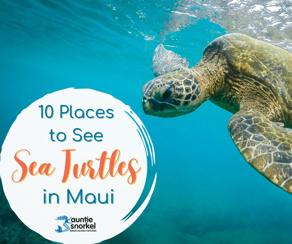10 Places to See Sea Turtles
