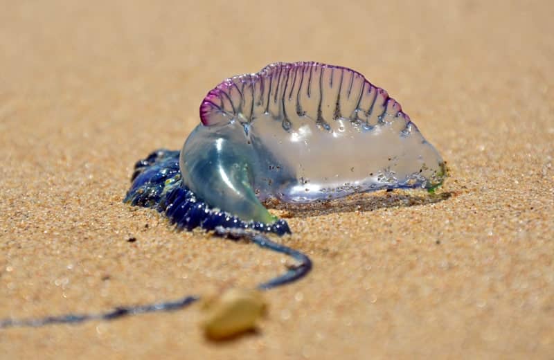 Portuguese Man-o-war on the beach