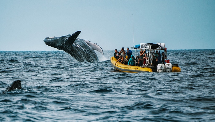 ultimate-whale-watch-tour5