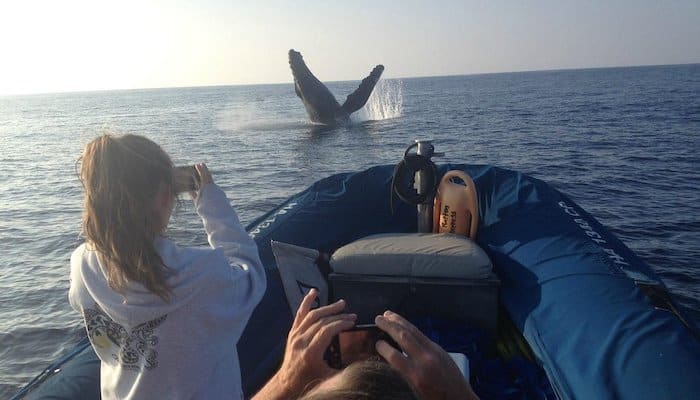 Blue water rafting express whale watch and molokini snorkel tour - whale breach
