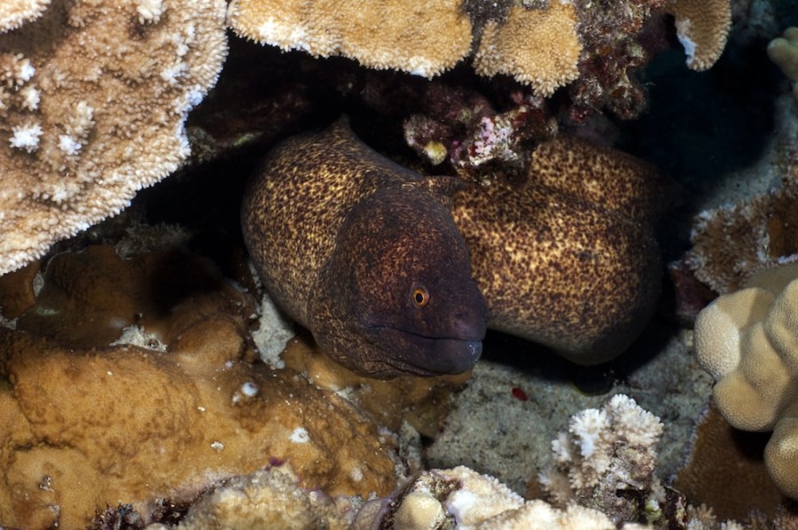 Moray eel peeking out of coral at Molokini
