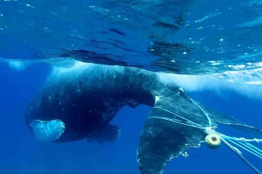 Humpback whale entangled in fishing gear