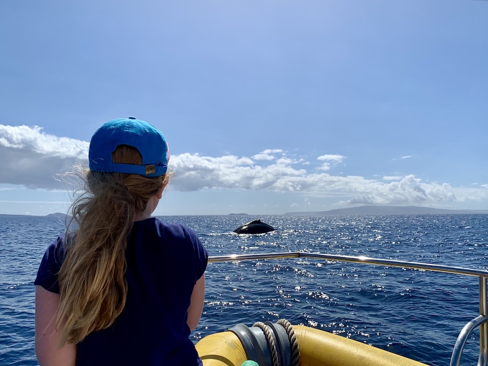 Whale watching with Ultimate Whale Watch