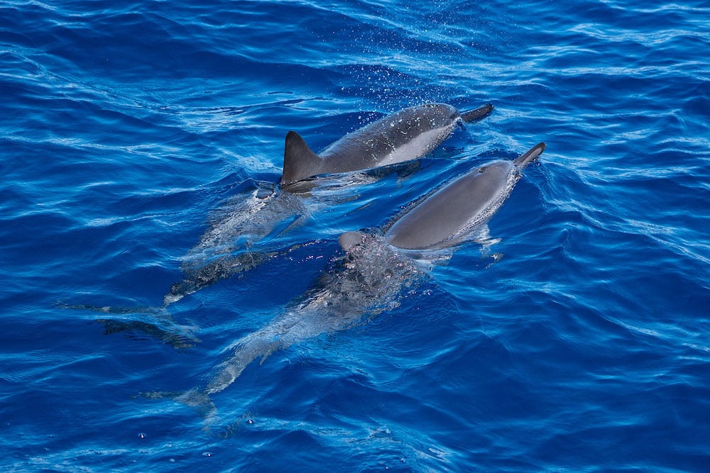 Teralani Maui Wild Dolphin Watch